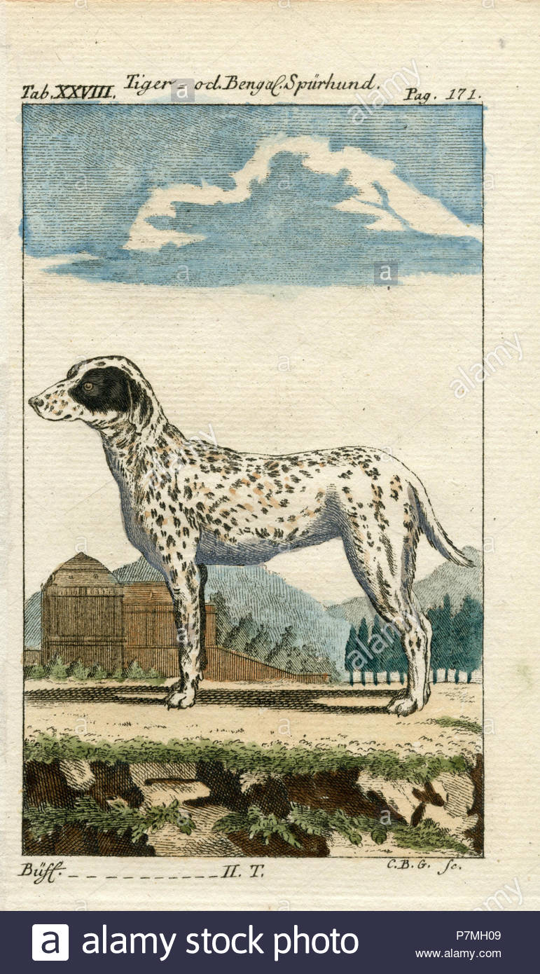 tiger or bengal dog from buffon buffon P7MH09