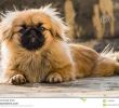 Le Jardin Pekinois Nouveau Chiots De Pékinois Ou Chien De Lion Stock Image Du