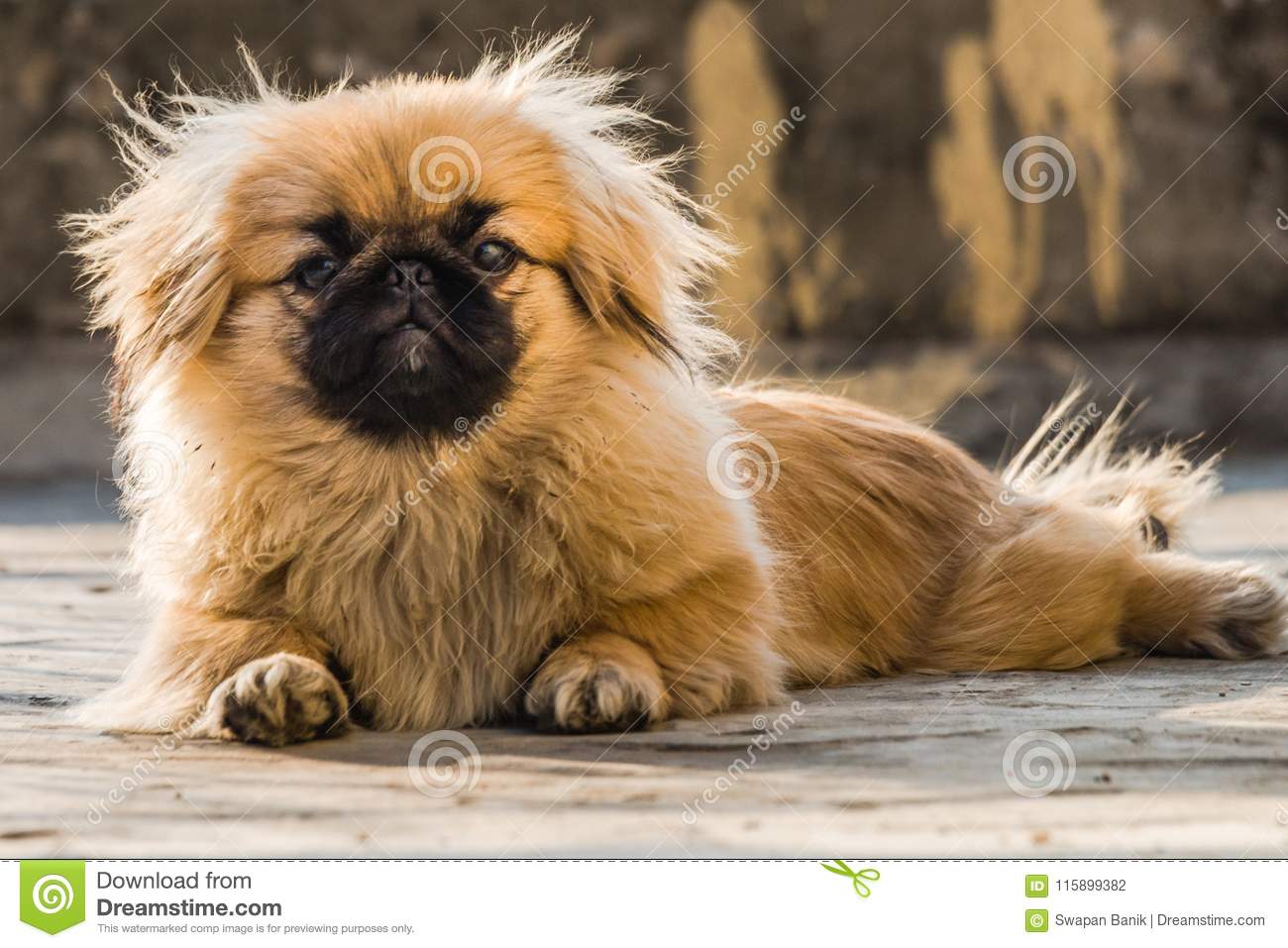 Le Jardin Pekinois Nouveau Chiots De Pékinois Ou Chien De Lion Stock Image Du