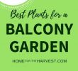 Le Jardin Suspendu Élégant 275 Best Balcony and Urban Farming Images In 2020