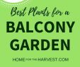 Le Jardin Suspendu Élégant 275 Best Balcony and Urban Farming Images In 2020