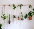 Le Jardin Suspendu Génial Diy Hanging Plant Wall with Macrame Planters