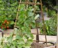 Légumes Du Jardin Élégant 186 Meilleures Images Du Tableau Jardinage En 2020