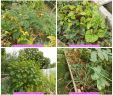 Légumes Du Jardin Élégant Cocotte Vegan Et Pl¨te Aux Boulgour Kale Blettes