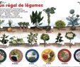 Légumes Du Jardin Élégant Le Blog De Cathnounourse Les Légumes Racines Feuilles