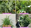 Légumes Du Jardin Frais P¢tes Et Chou Kale Et Maritime En Salade Vegan