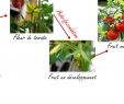 Légumes Du Jardin Génial Fiche N°1 Fruit Ou Légume Fin Du Débat Appellation