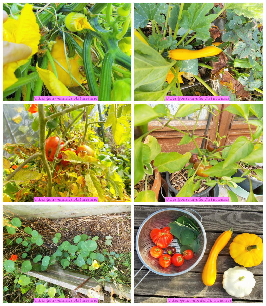 Légumes Du Jardin Génial Lasagnes Sans P¢te Aux P¢tisson Cour Te Lentilles Et