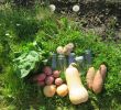 Légumes Du Jardin Génial Miimosa Petits Pots Pour Bébés Bios Locaux Et Artisanaux