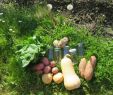 Légumes Du Jardin Génial Miimosa Petits Pots Pour Bébés Bios Locaux Et Artisanaux