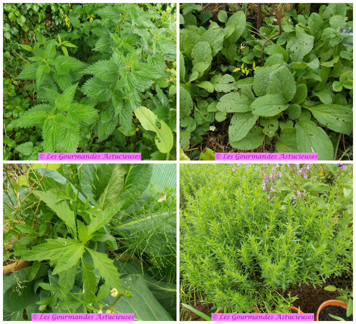 Légumes Du Jardin Génial Terrine Végétale Lentilles orties Et Bourrache Vegan