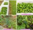 Légumes Du Jardin Luxe Riz Aux épinards Et Fanes   L Ail Et Condiment Aux Radis Vegan