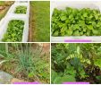 Légumes Du Jardin Luxe Riz Aux épinards Et Fanes   L Ail Et Condiment Aux Radis Vegan