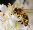 Les Jardin De sologne Élégant Apis Mellifera Mellifera