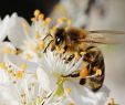 Les Jardin De sologne Élégant Apis Mellifera Mellifera