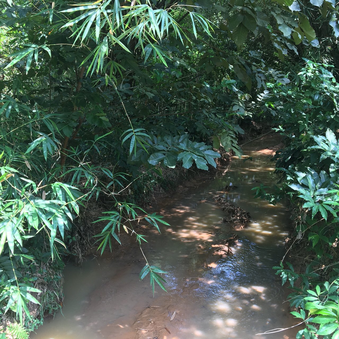 jardin botanique de kisantu