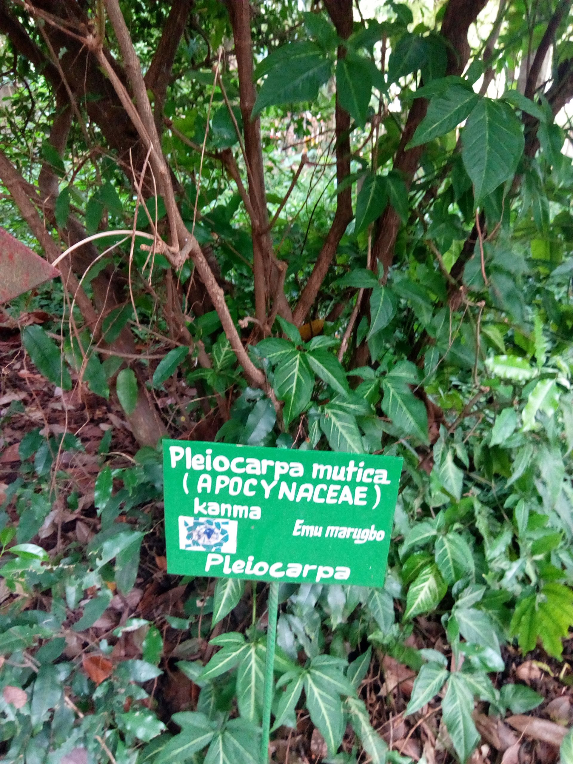 Pleiocarpa au Jardin des Plantes et de la Nature