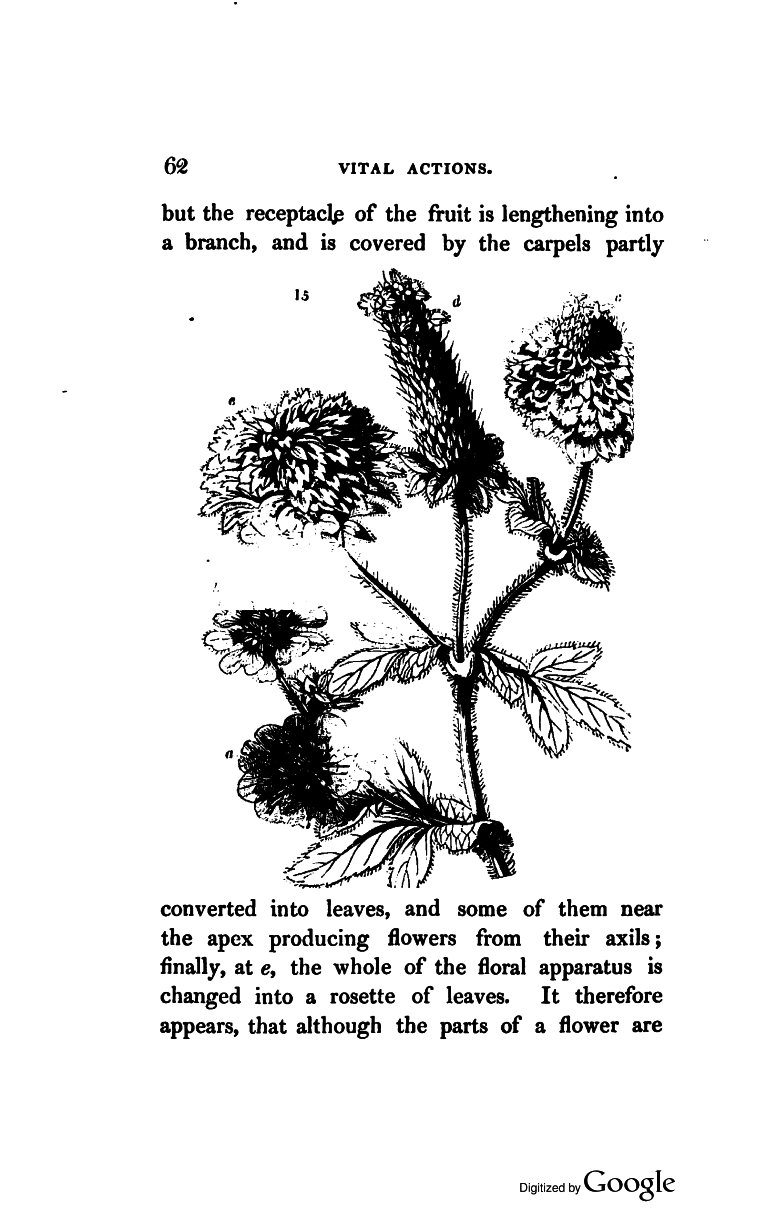 Magazine De Jardinage Charmant Lindley John 1840 the theory Of Horticulture or An