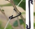 Magazine De Jardinage Frais Acheter 100 Plantes En Plastique Clips De Jardin Outils Grafting Clips Graft Pruner Fixation Vignes De Plante Jardin Légume Vrille Clip De $2 43 Du