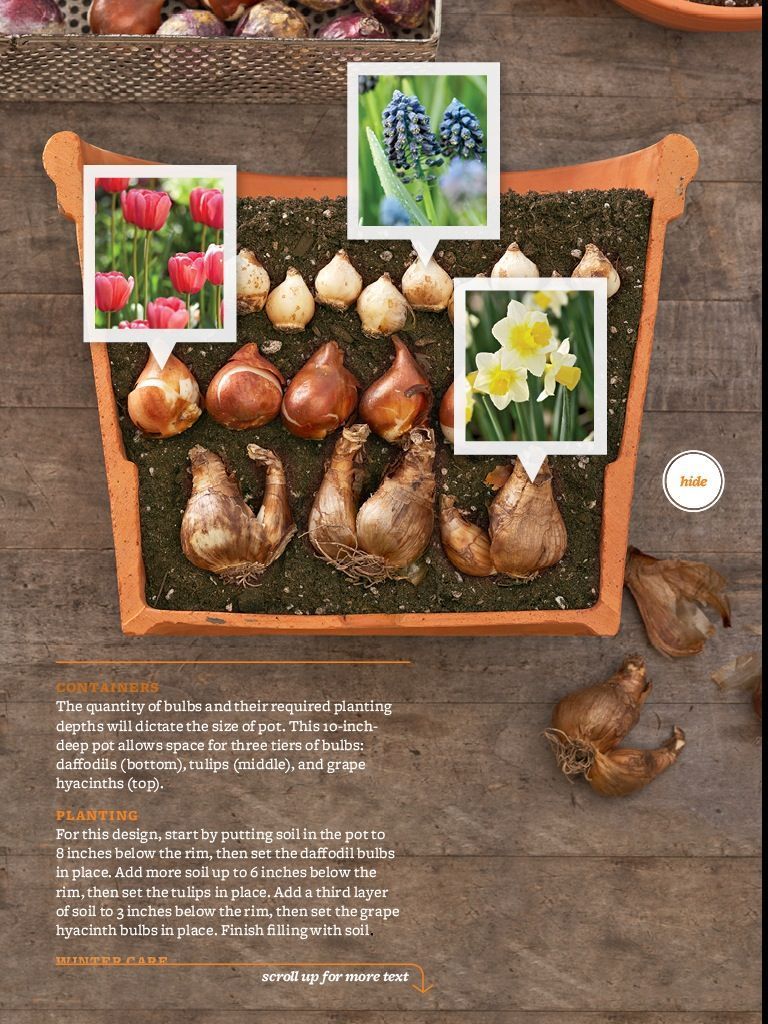 Magazine De Jardinage Luxe Plant Bulbs In Fall Blooms In Spring Bhg Magazine Oct