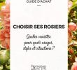 Magazine De Jardinage Luxe Rosiers Quelle Variété Choisir Guide D Achat