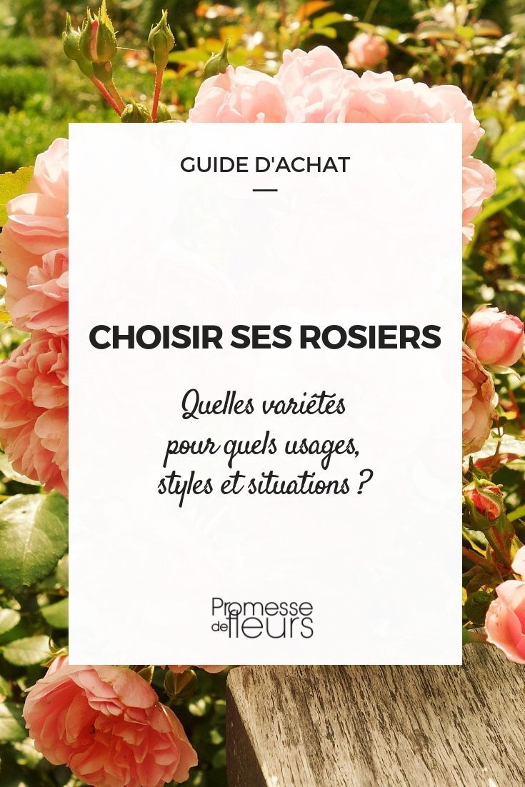 Magazine De Jardinage Luxe Rosiers Quelle Variété Choisir Guide D Achat