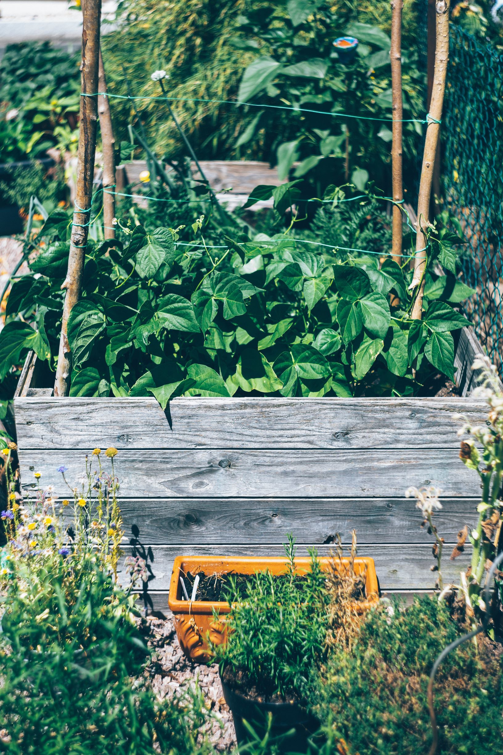 Magazine De Jardinage Nouveau J Ai Lancé Mon Potager Sans Jardin