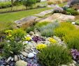 Massif Paysager Best Of Un Jardin Breton D Agapanthes Et D Hortensias Bleus