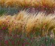 Massif Paysager Génial Gauras and Stipa Grasses