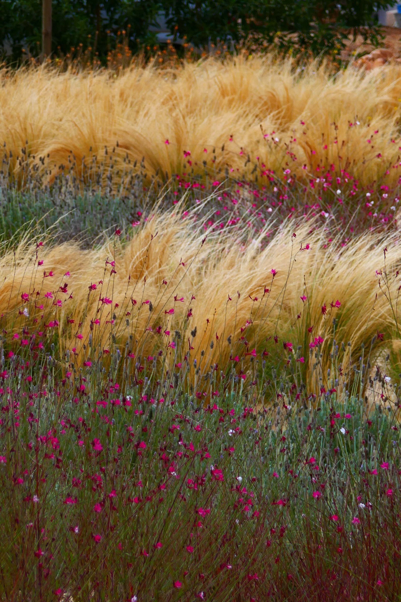 Massif Paysager Génial Gauras and Stipa Grasses