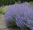 Massif Paysager Nouveau Nepeta Faassenii Purrsian Blue Cataire Herbe Aux Chats