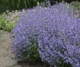 Massif Paysager Nouveau Nepeta Faassenii Purrsian Blue Cataire Herbe Aux Chats