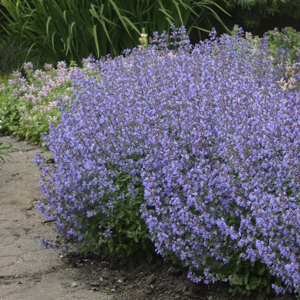 Massif Paysager Nouveau Nepeta Faassenii Purrsian Blue Cataire Herbe Aux Chats