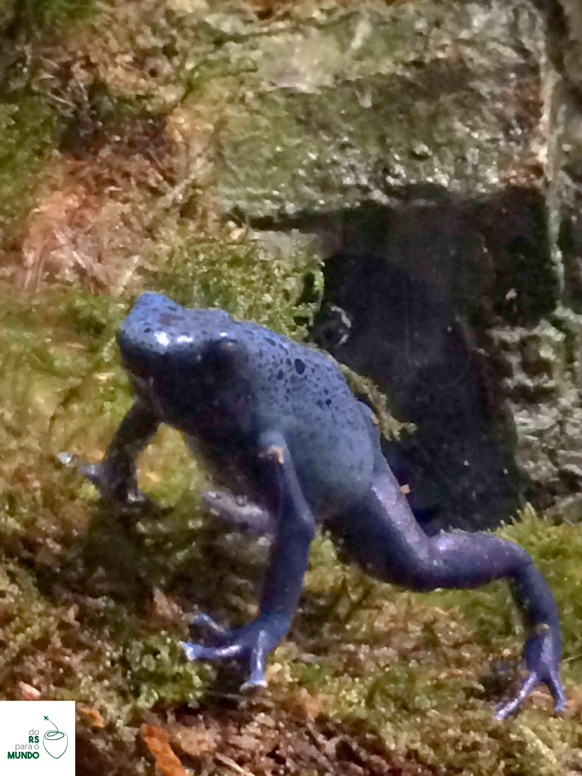 Ménagerie Du Jardin Des Plantes Beau Do Rs Para O Mundo Julho 2015