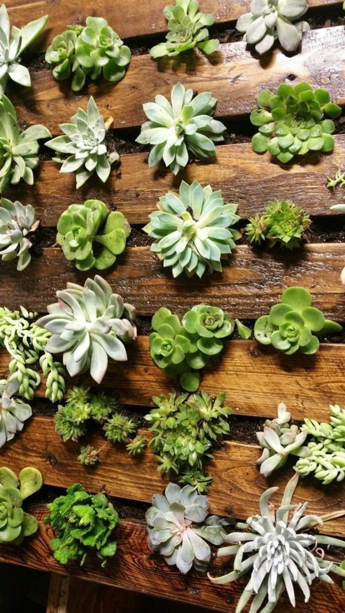 id C3 A9e diy avec plantes succulentes jardini C3 A8re palette