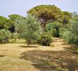 Mon Aménagement Jardin Génial Exotic Paysage Elagueur Et Arboriste   Vidauban