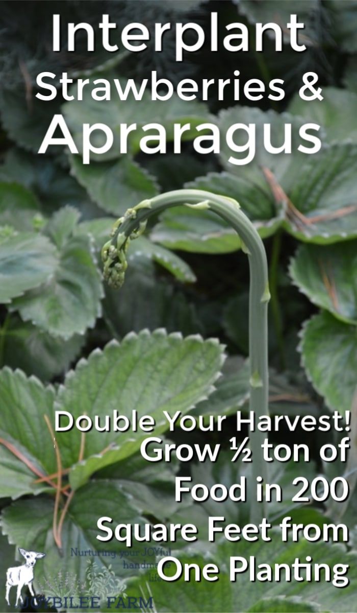 Mon Jardin En Permaculture Élégant How to Grow Strawberries and asparagus the Permaculture Way