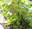 Mon Jardin En Permaculture Inspirant Con Bre