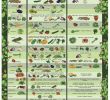 Mon Jardin En Permaculture Inspirant Plantes Pagnons