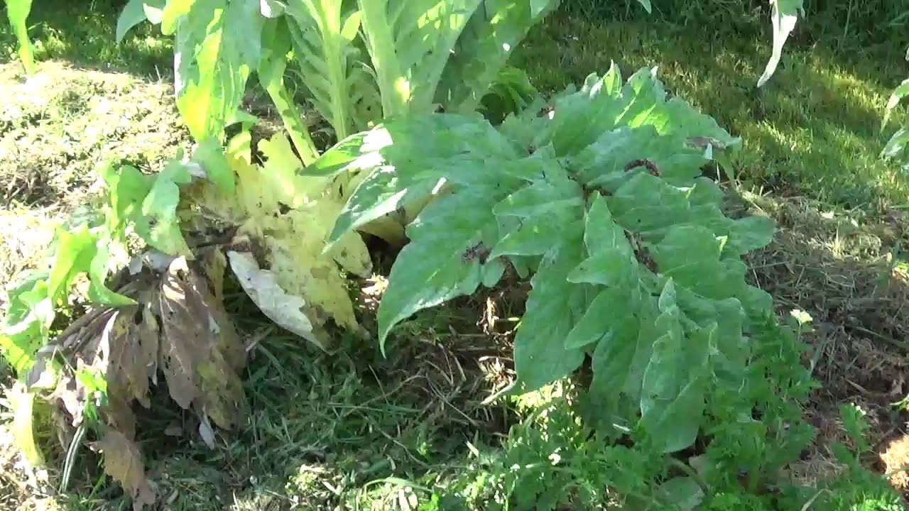 Mon Jardin En Permaculture Nouveau Ballade Au Jardin Permaculture Avril 2020