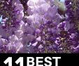 Nettoyage Jardin Best Of 11 Best Smelling Plants for Your Yard Most Fragrant Plants