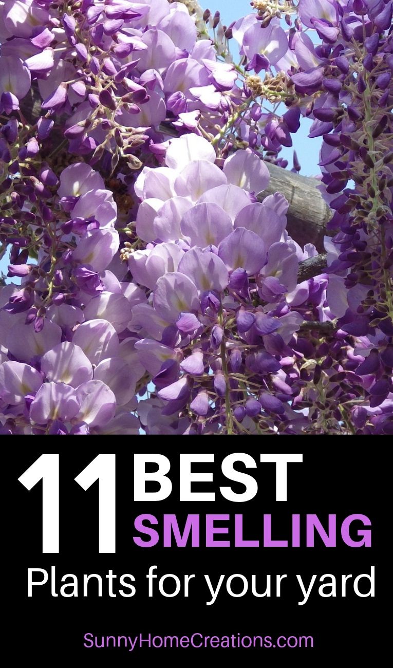 Nettoyage Jardin Best Of 11 Best Smelling Plants for Your Yard Most Fragrant Plants