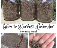 Nettoyage Jardin Luxe How to Harvest Lavender the Easy Way