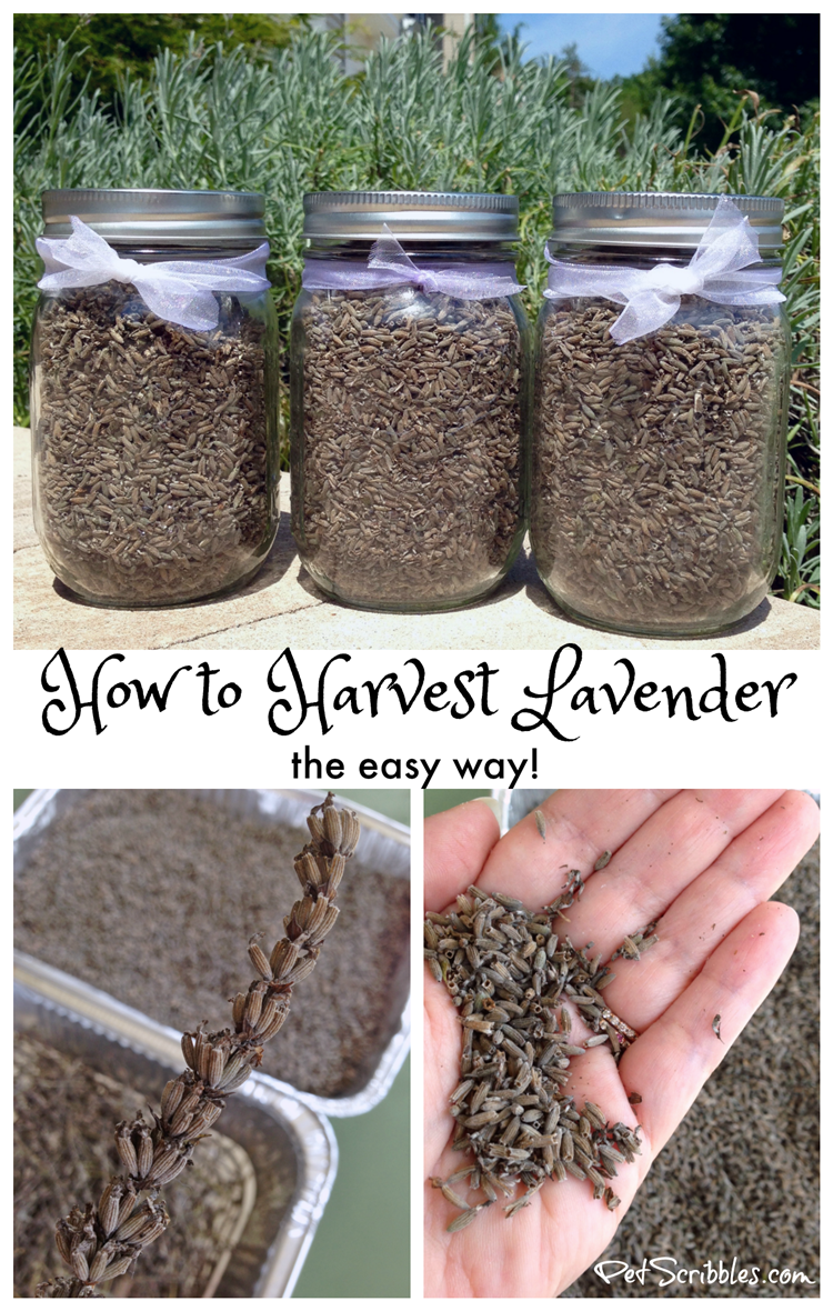 Nettoyage Jardin Luxe How to Harvest Lavender the Easy Way