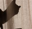 Ouverture Jardiland Élégant Loisirs Le topic Des Chats Et Des Piou Piou Et Des Cats
