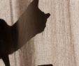 Ouverture Jardiland Élégant Loisirs Le topic Des Chats Et Des Piou Piou Et Des Cats