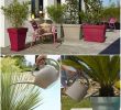 Ouverture Jardiland Luxe 82 Meilleures Images Du Tableau Conseils Jardinage