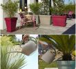 Ouverture Jardiland Luxe 82 Meilleures Images Du Tableau Conseils Jardinage