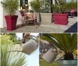 Ouverture Jardiland Luxe 82 Meilleures Images Du Tableau Conseils Jardinage