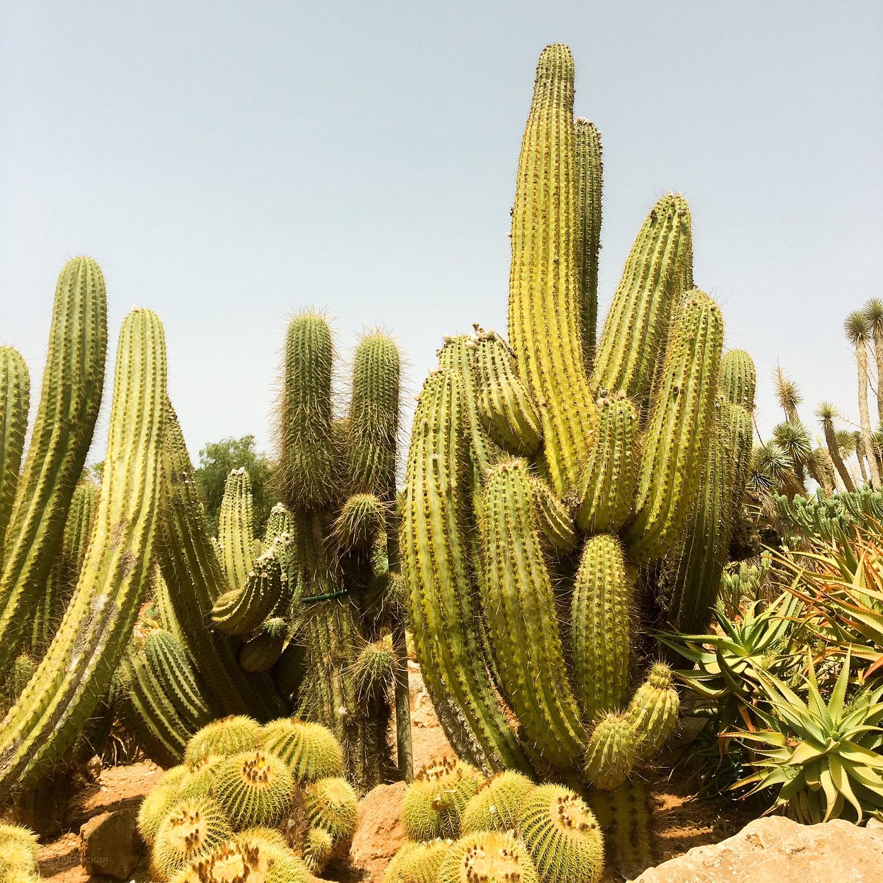 Paysager son Jardin Frais Botanicactus Ses Salines 2020 Ce Qu Il Faut Savoir Pour